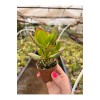 Para Çiçeği Bonsai Crassula Ovata Sukulent 5,5cm