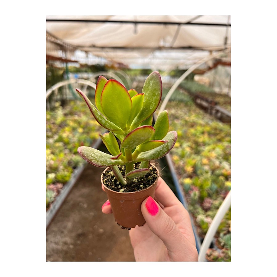 Para Çiçeği Bonsai Crassula Ovata Sukulent 5,5cm