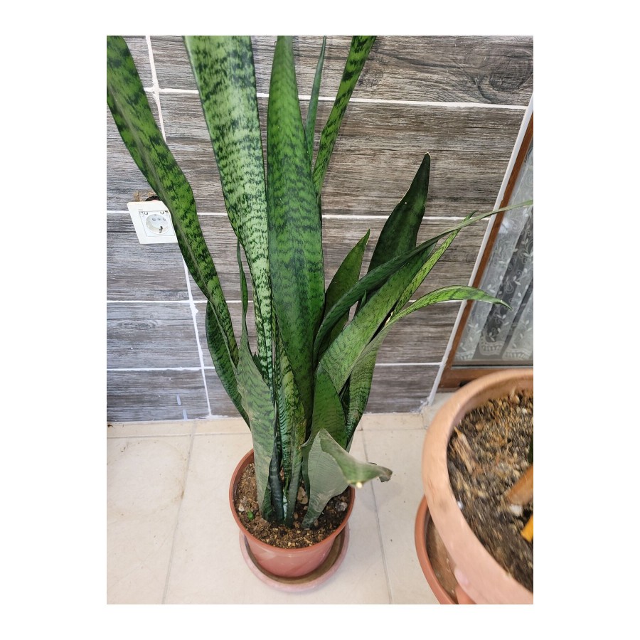 Sansevieria Zeylanica (Paşa Kılıcı)Peygamber kılıcı