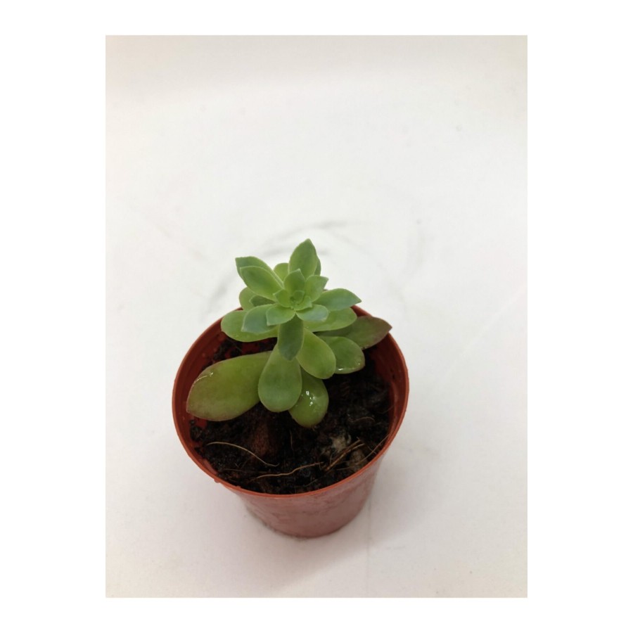 Sedum Palmeri Sukulent Sarı Çiçek Açan