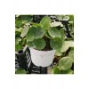 Pilea Para Çiçeği 20 Cm