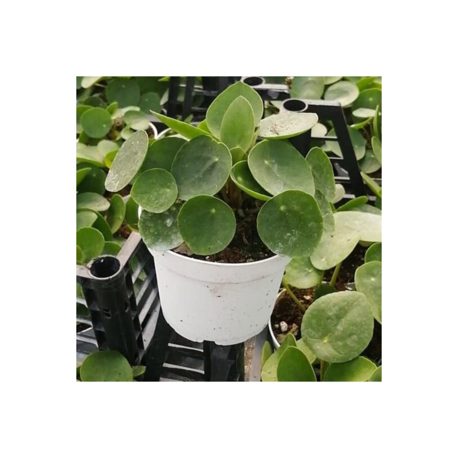 Pilea Para Çiçeği 20 Cm Pilea Para Çiçeği 20 Cm