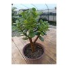 Crassula Ovata Minima 13 Cm Saksılı Mini Para Ağacı Sukulent Crassula Ovata Minima 13 Cm Saksılı Mini Para Ağacı Sukulent