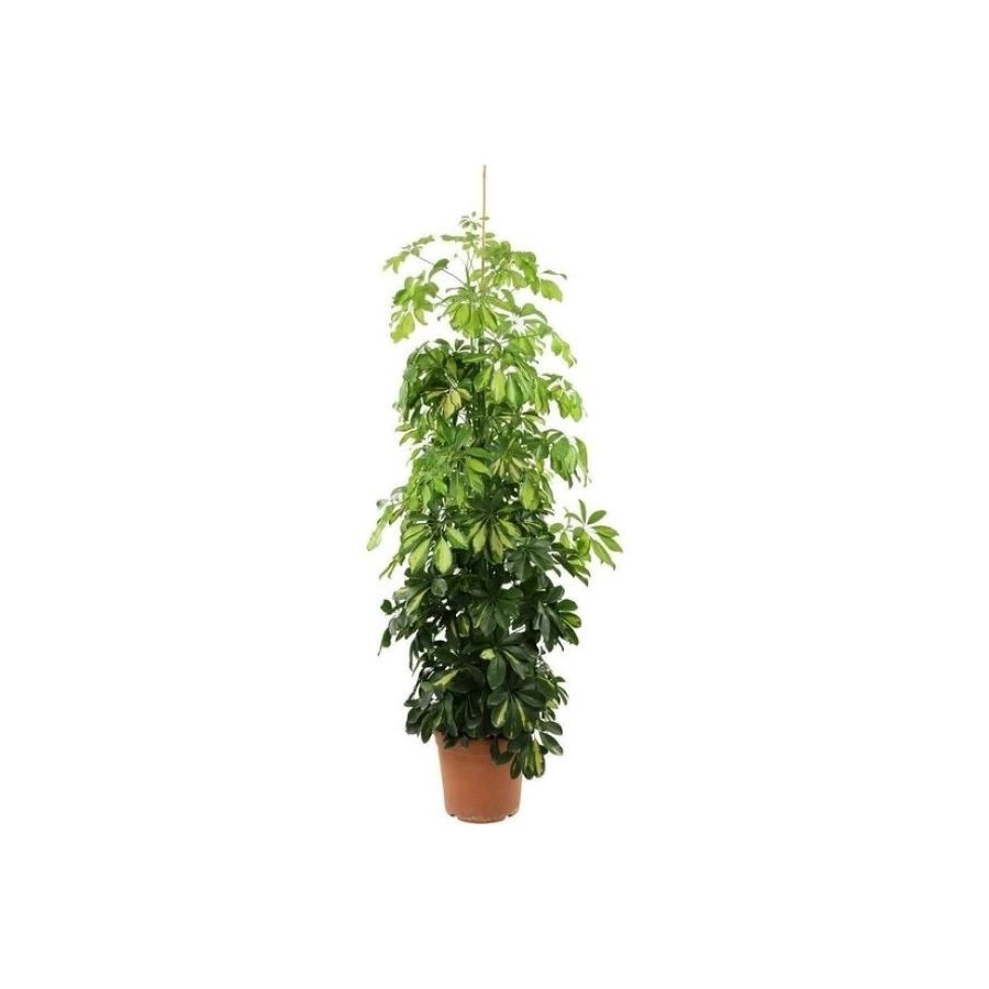 2 Gövdeli Schefflera Şeflera
