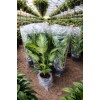 Dev Yapraklı Difenbahya (Dieffenbachia Camilla) Salon Çiçeği 80-100 cm Ağlayan Çiçek