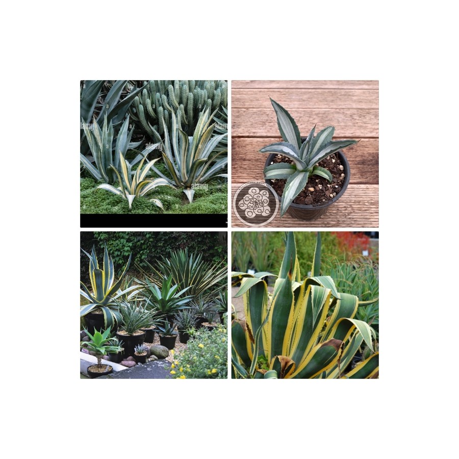 Agave Americana Fidesi Kampanya Agave Americana Fidesi Kampanya