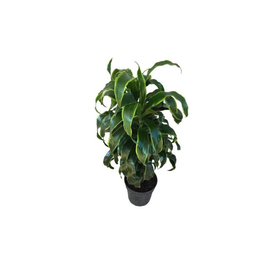 Dracaena Fragrans 'Dorado'