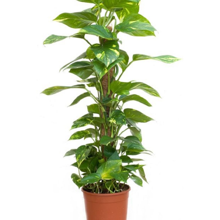 Potos Sarmaşığı 60 Cm Yosunlu Sopaya Sarılmış Ev Bitkisi Salon Bitkisi Ofis Bitkisi Potos Sarmaşığı 60 Cm Yosunlu Sopaya Sarılmış Ev Bitkisi Salon Bitkisi Ofis Bitkisi