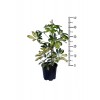 Alacalı Şeflera - Schefflera Güvenli Kutulu Gönderim - Tek Gövdeli - Bitki Boyu 40-50 Cm
