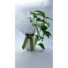 Salon Sarmaşığı (Pothos) – Canlı Dekoratif Suda Yetişen Bitki