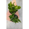 Para Ağacı Crassula Ovata