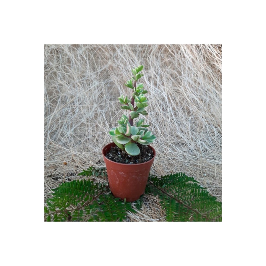 Saksıda Crassula Portulaca Afra Sukulent