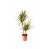 Dracaena Marginata Bicolor 2 Gövdeli