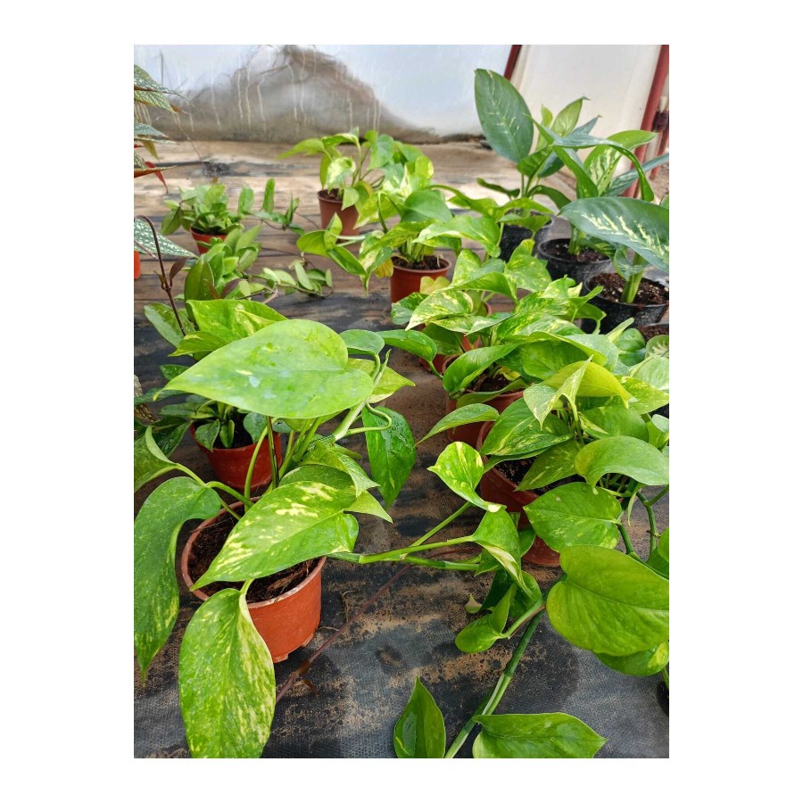 Salon Sarmaşığı Pothos Çiçeği Patos Çiçeği - 25 30 cm Saksıda Canlı Çiçek