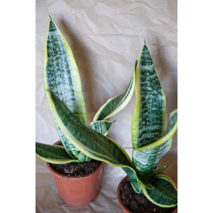 Sansevieria Trifasciata-paşa Kılıcı