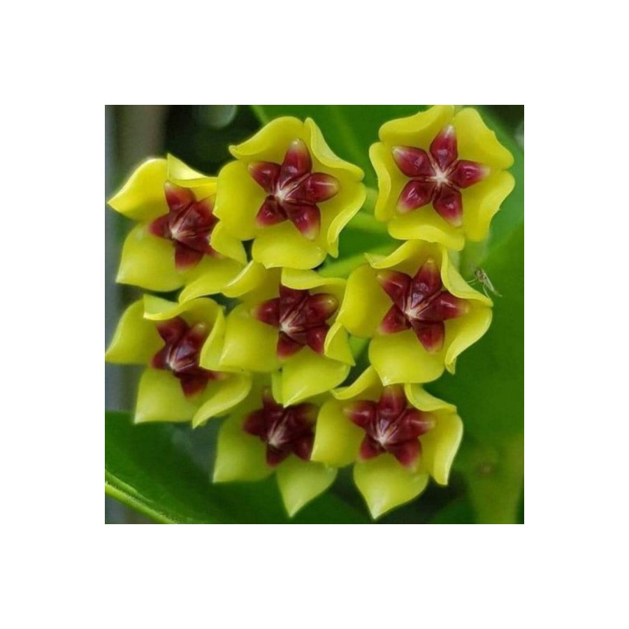 Altın Yıldız Mum Çiçeği Hoya (Sarı rengin parlaklığını ve ortadaki yıldız şeklini ön plana çıkarır) Altın Yıldız Mum Çiçeği Hoya (Sarı rengin parlaklığını ve ortadaki yıldız şeklini ön plana çıkarır)