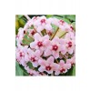 Pudra Renkli Mum Çiçeği Fidanı 10-20 cm