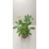 Şeflera (schefflera) Salon Bitkisi 12 Cm Saksıda
