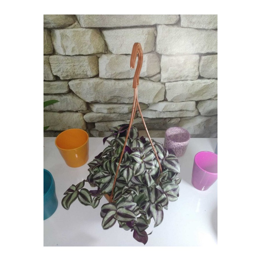 Tradescantia Zebrina Askılı Telgraf Çiçeği Yerli ( Canlı Bitki )