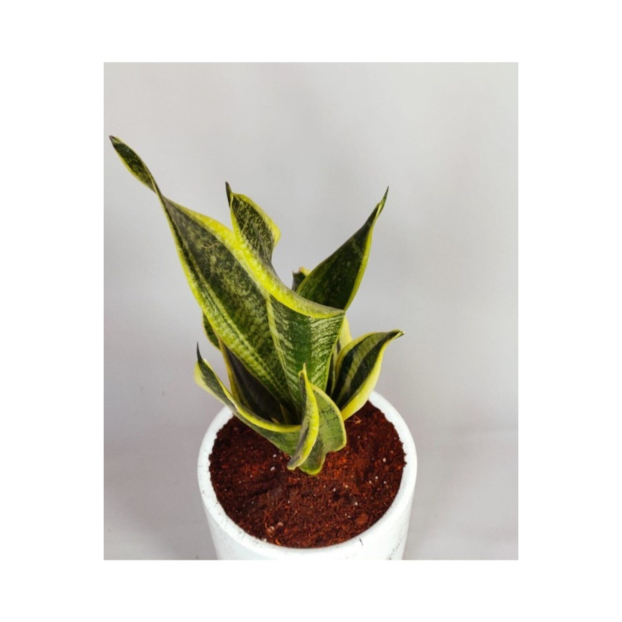 Sansevieria - Paşa Kılıcı