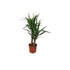 2'Lİ YUCCA BİTKİSİ 45-90CM