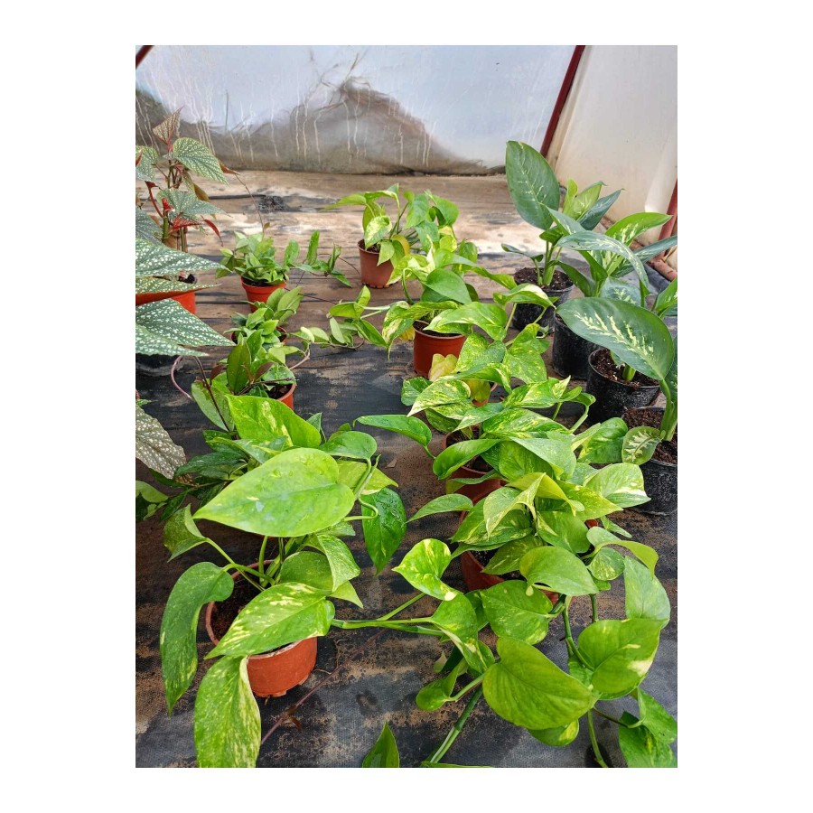 Salon Sarmaşığı Pothos Çiçeği Patos Çiçeği - 25 30 cm Saksıda Canlı Çiçek