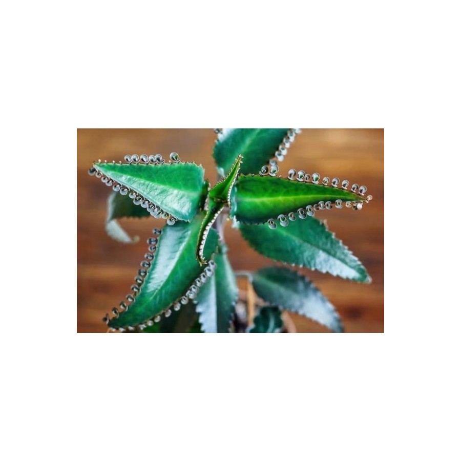 Aşkın Gözyaşı Çiçeği Fidesi ( 5 -15 Cm )