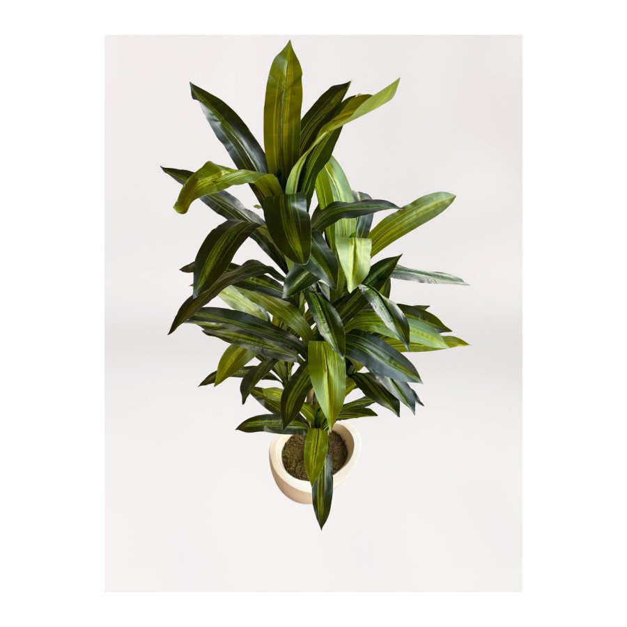 Fiber Saksıda Dracaena Fragrans Ağacı