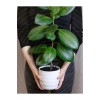 Kauçuk Ağacı Ficus Elastica Seramik Saksıda
