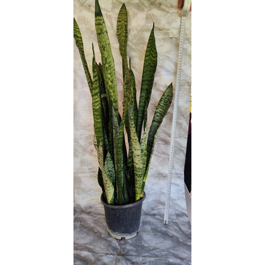 Sansevieria Paşa kılıcı Sansevieria Paşa kılıcı