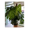 DEVE TABANI ( MONSTERA DELİCİOSA) BİTKİSİ XXL DEVE TABANI ( MONSTERA DELİCİOSA) BİTKİSİ XXL
