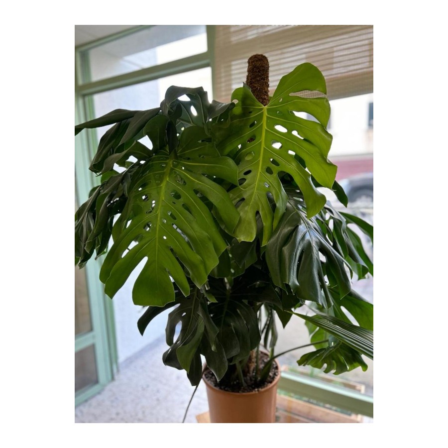 DEVE TABANI ( MONSTERA DELİCİOSA) BİTKİSİ XXL DEVE TABANI ( MONSTERA DELİCİOSA) BİTKİSİ XXL