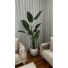 Yapay Royal Starliçe Ağacı 190 CM 13 Yaprak Krem Fiber Küre Saksıda Yapay Royal Starliçe Ağacı 190 CM 13 Yaprak Krem Fiber Küre Saksıda
