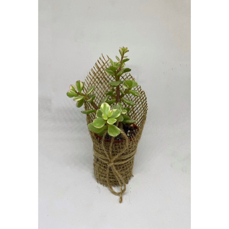 Portulacaria Afra Variegata Sukulent