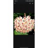 Şeftali Pembesi Yıldız Mum Çiçeği - Hoya Pubicalyx 'Pink Silver' Şeftali Pembesi Yıldız Mum Çiçeği - Hoya Pubicalyx 'Pink Silver'