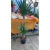 3'LÜ YUCCA SAKSI ÇİÇEĞİ