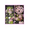 Mum Çiçeği Hoya Carnosa Fidesi 16 Cm Lik Sası Mum Çiçeği Hoya Carnosa Fidesi 16 Cm Lik Sası