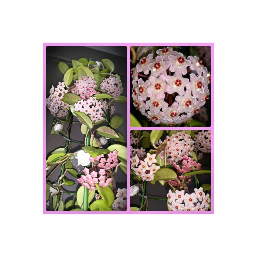 Mum Çiçeği  Hoya Carnosa Fidesi 16 Cm Lik Sası
