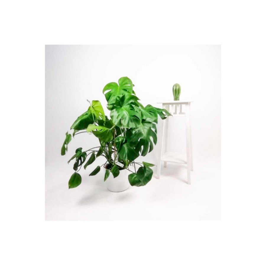 Deve Tabanı Bitkisi- Monstera Deliciosa 80-100 Cm