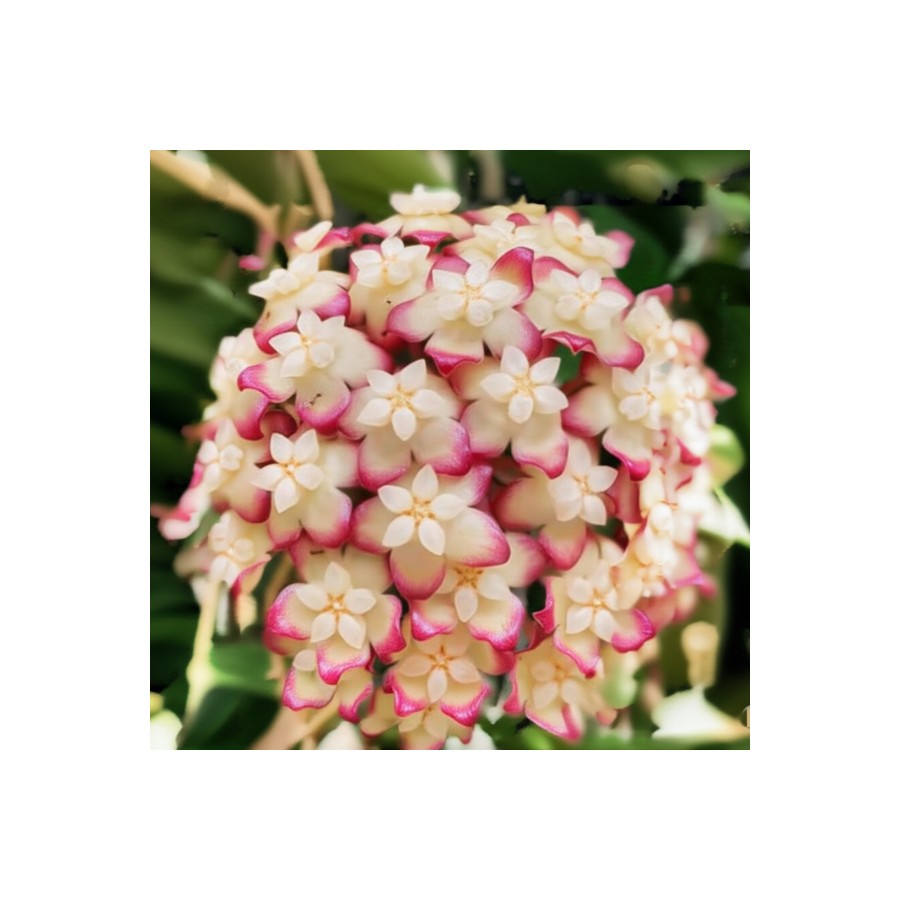 Büyüleyici Beyaz & Pembe Hoya Mum Çiçeği Fidanı Hoya Büyüleyici Beyaz & Pembe Hoya Mum Çiçeği Fidanı Hoya