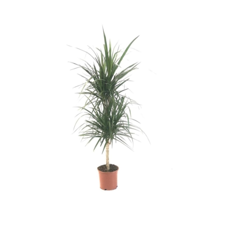 Dracaena Marginata Dracaena Marginata