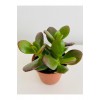 Plastik Saksıda Mini Para Çiçeği (crassula)