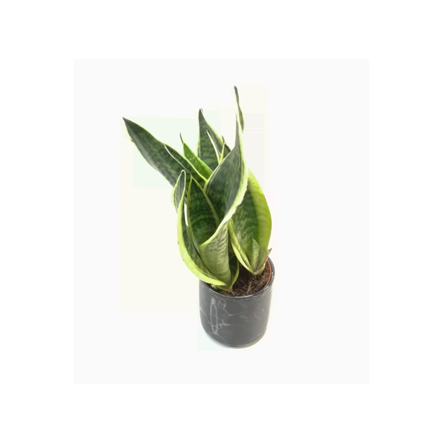 Sansevieria Trifasciata 30-40cm Siyah Saksılı Sansevieria Trifasciata 30-40cm Siyah Saksılı
