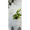 İthal Alacalı Dua Çiçeği Stromanthe Charlie 50 cm Çift Kök Canlı Bitki Ev Ofis Salon Çiçeği