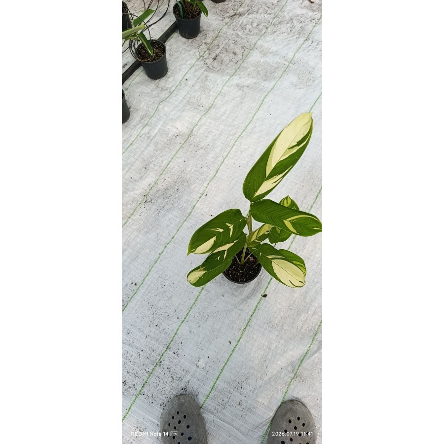 İthal Alacalı Dua Çiçeği Stromanthe Charlie 50 cm Çift Kök Canlı Bitki Ev Ofis Salon Çiçeği