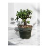 Şans ağacı bonsai