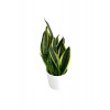 Sansevieria Trifasciata Midi Beyaz Saksılı Trifasciata