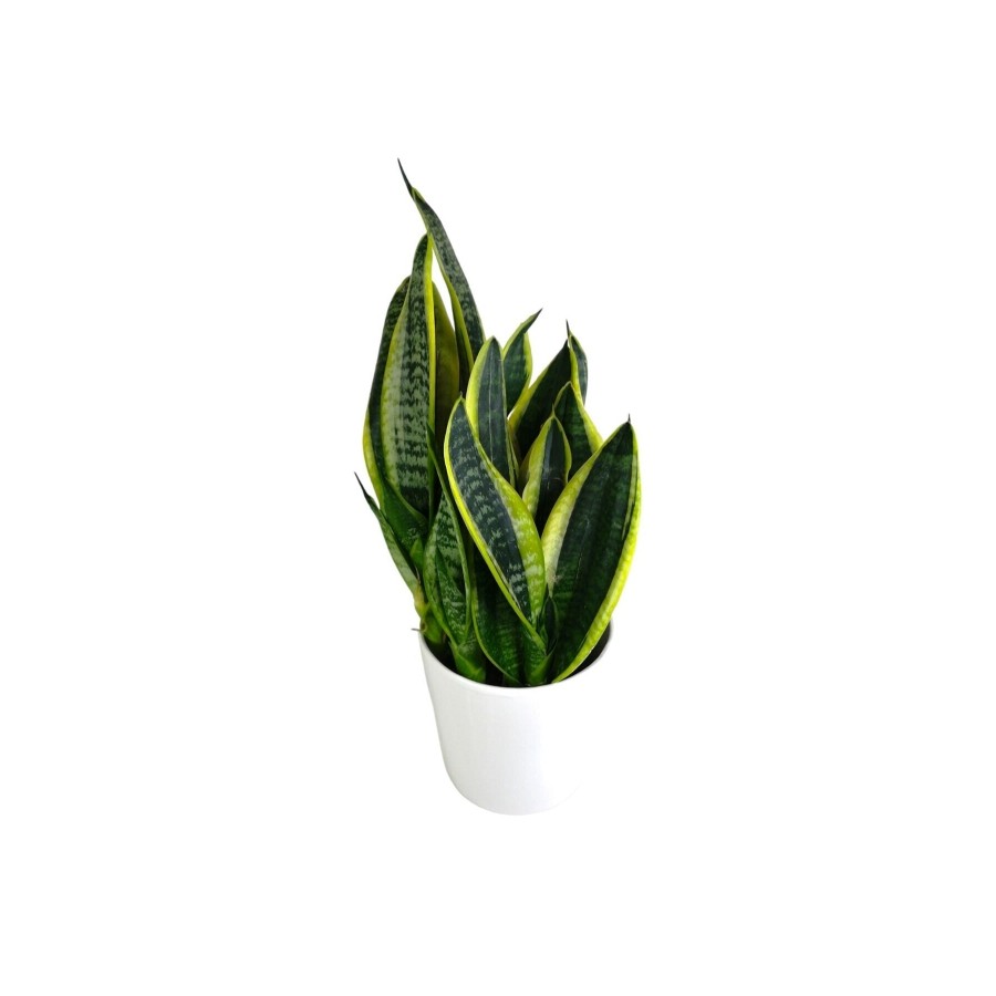 Sansevieria Trifasciata Midi Beyaz Saksılı Trifasciata