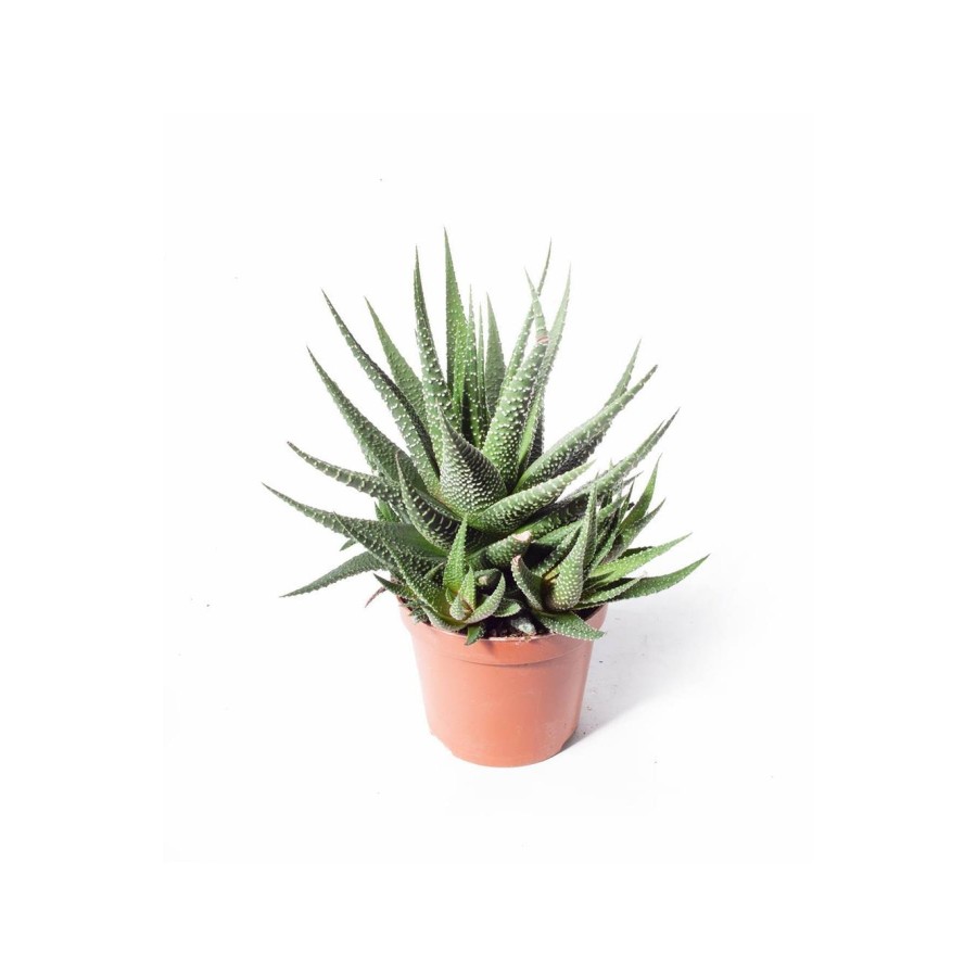 Haworthia Zebrina (ithal) 8,5cm Ø Haworthia Zebrina (ithal) 8,5cm Ø