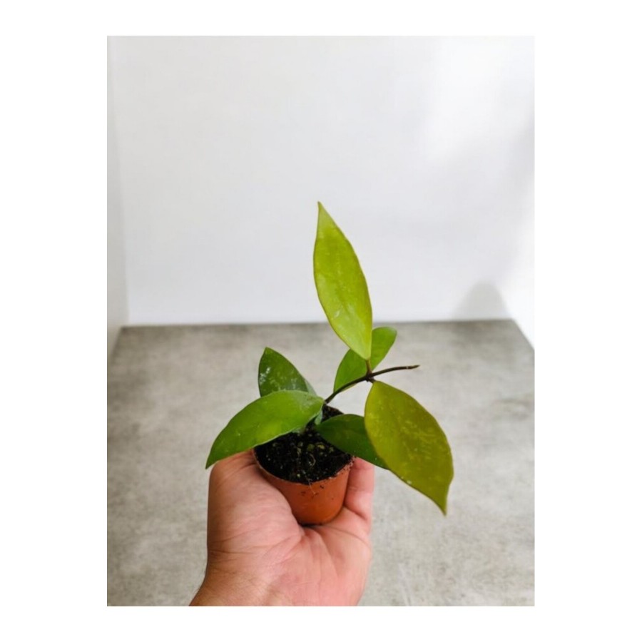 Sarı Kırmızı Mum Çiçeği Fidanı 10-20 cm